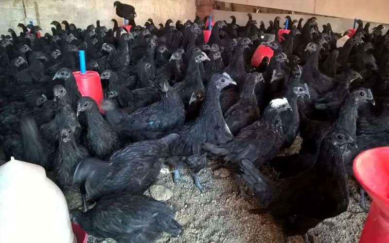 kadaknath chicken