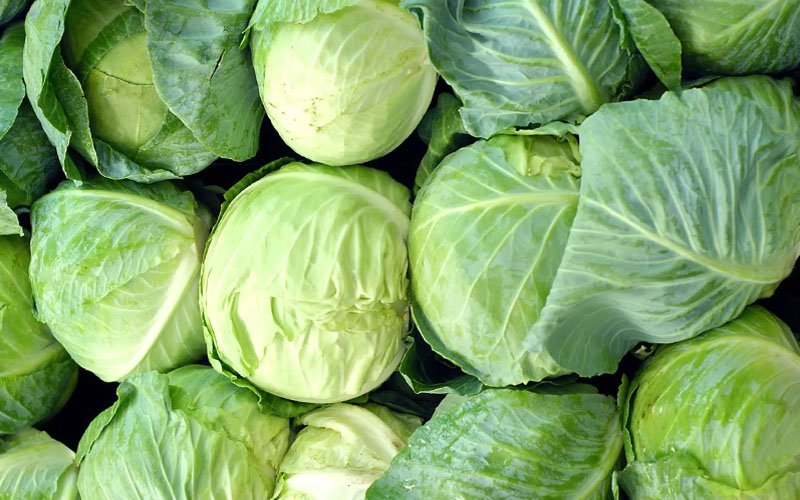 Cabbage