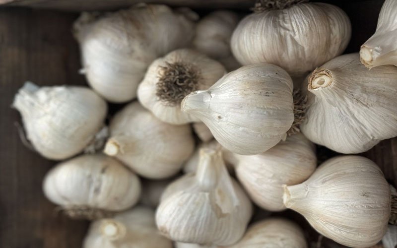 Garlic